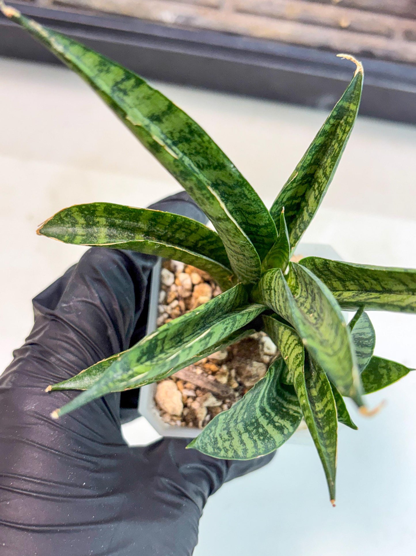 sansevieria Pattaya (ca3) (8) | Rare Import