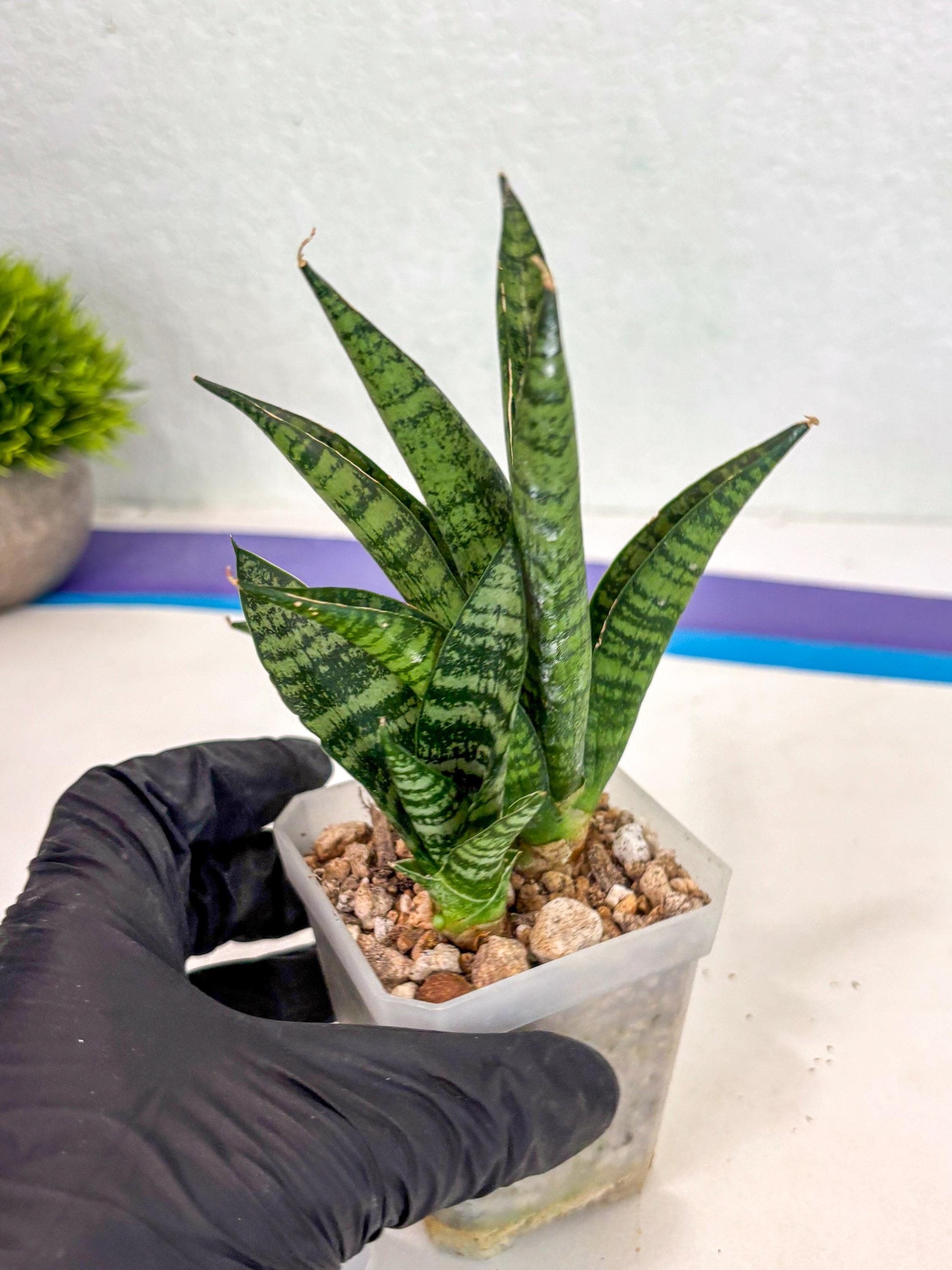 sansevieria Pattaya (ca3) (8) | Rare Import