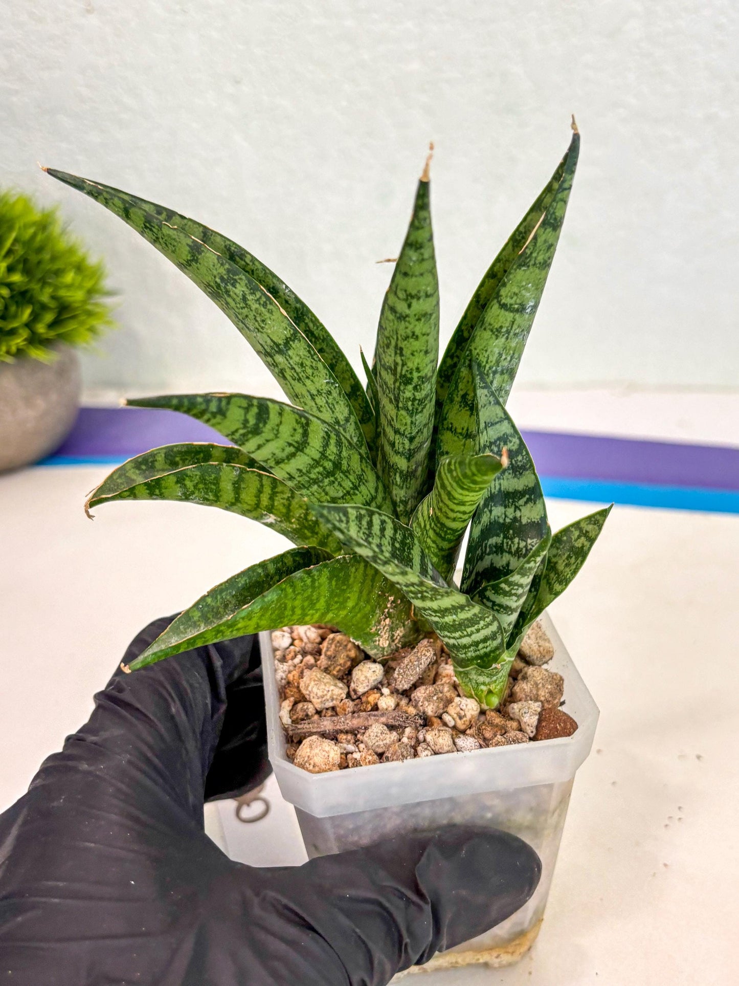 sansevieria Pattaya (ca3) (8) | Rare Import