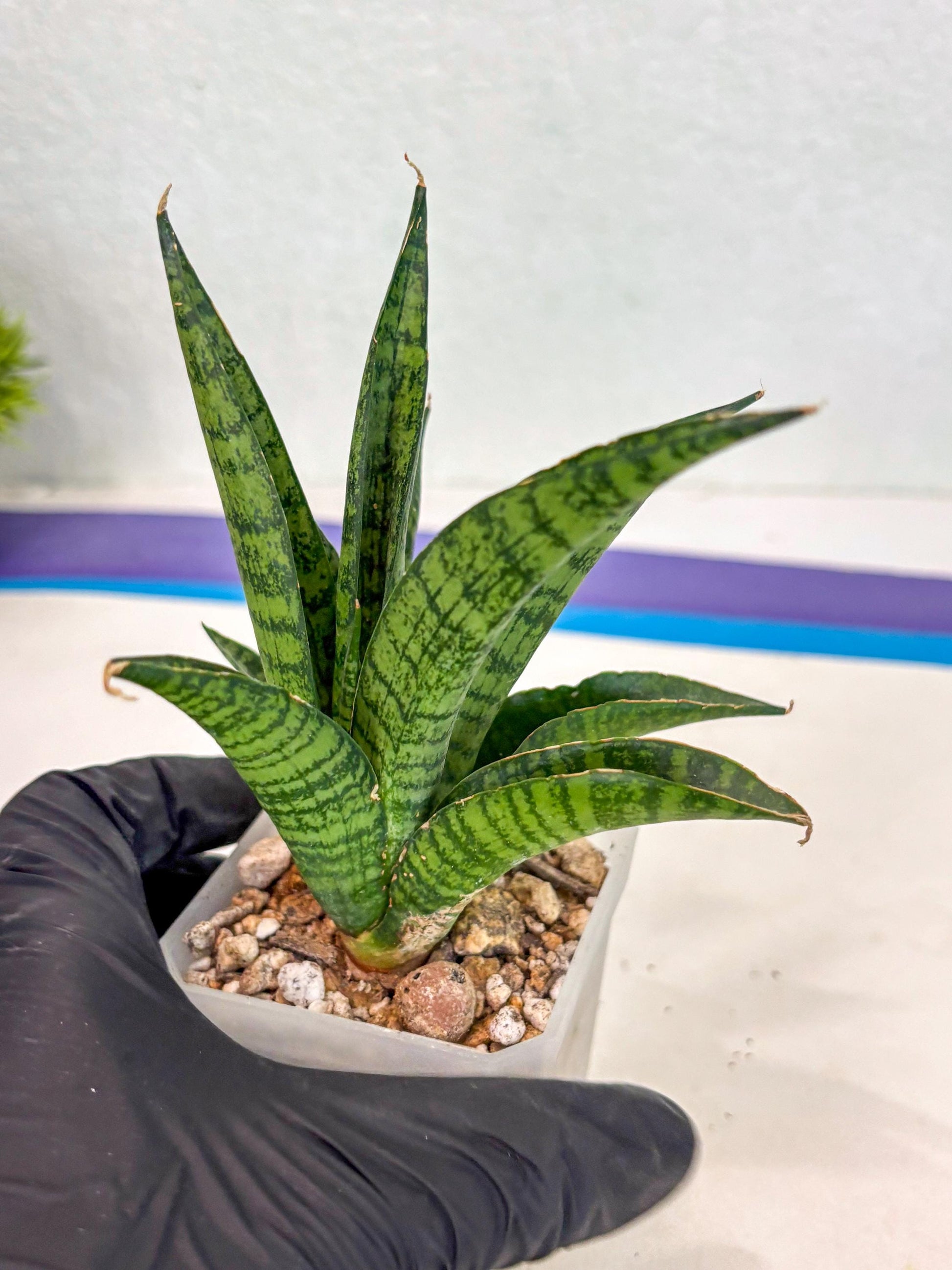 sansevieria Pattaya (ca3) (8) | Rare Import
