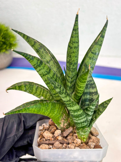 sansevieria Pattaya (ca3) (8) | Rare Import