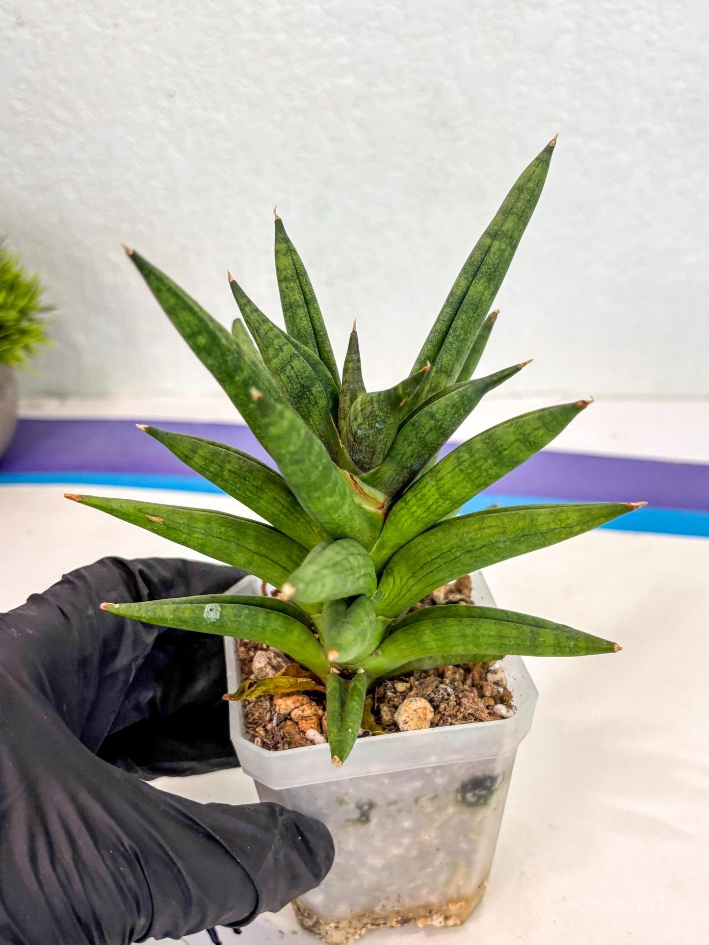 Sansevieria Repeta (ca3) (11) | Rare Import