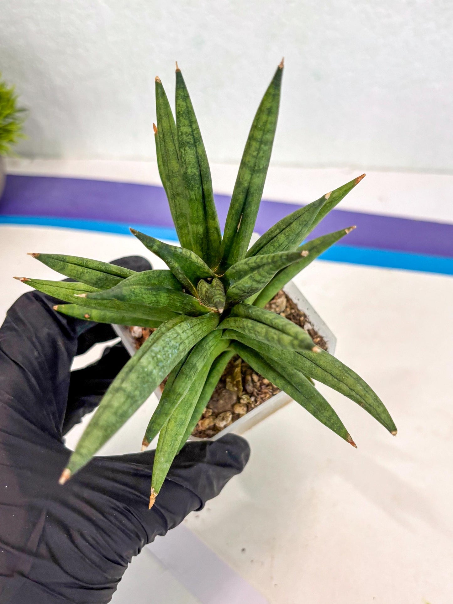 Sansevieria Repeta (ca3) (11) | Rare Import
