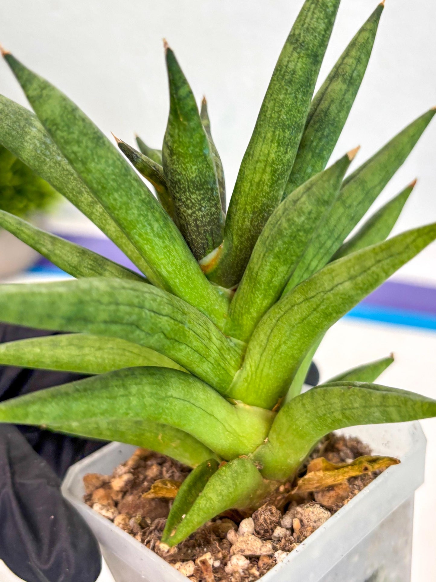 Sansevieria Repeta (ca3) (11) | Rare Import