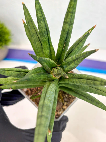 Sansevieria Repeta (ca3) (11) | Rare Import