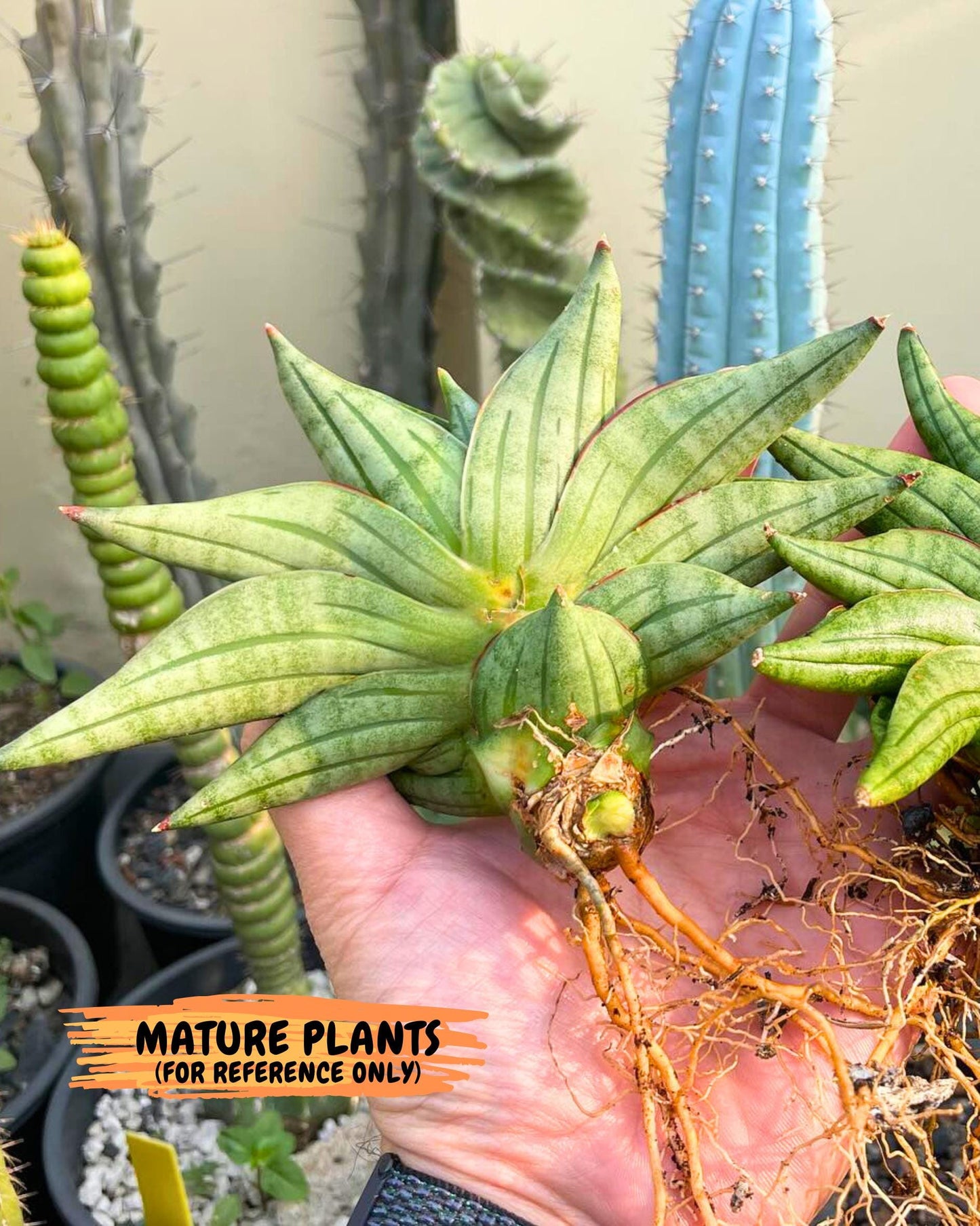 Sansevieria Vienna (ca3) (12) | Rare Import