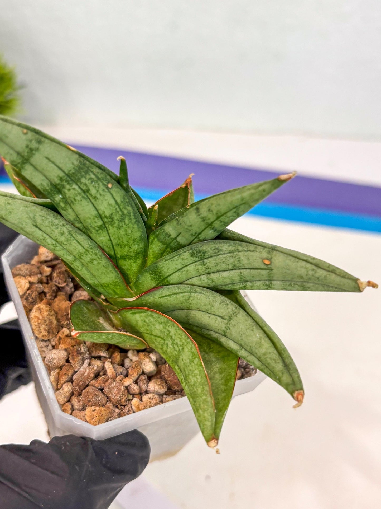 Sansevieria Vienna (ca3) (12) | Rare Import