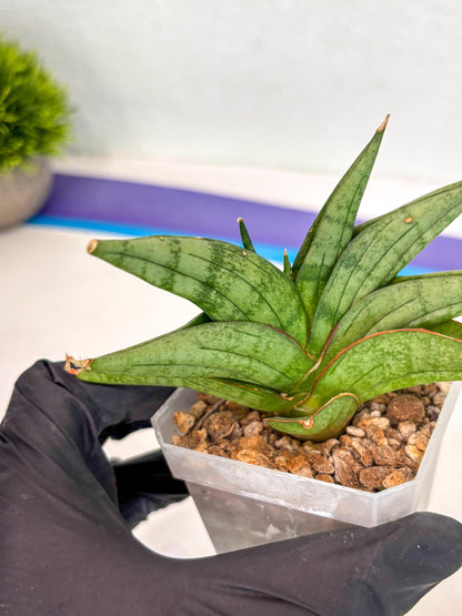 Sansevieria Vienna (ca3) (12) | Rare Import
