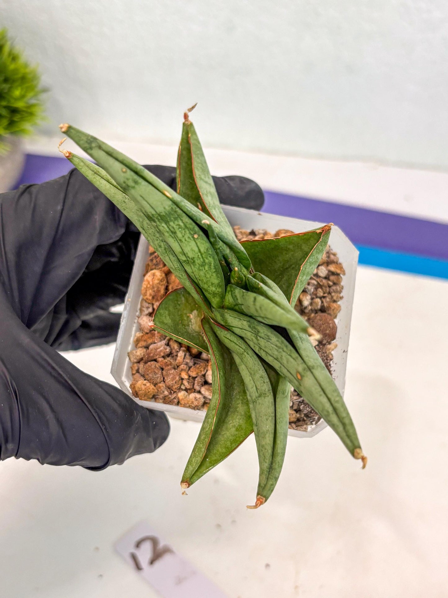 Sansevieria Vienna (ca3) (12) | Rare Import