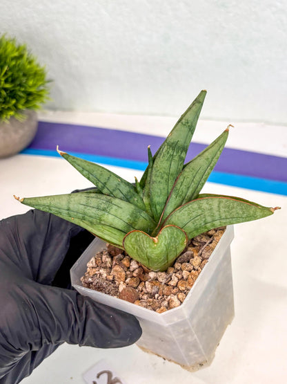 Sansevieria Vienna (ca3) (12) | Rare Import