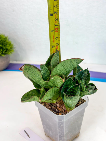 Sansevieria Andromeda (ca5) (1) | Rare Import