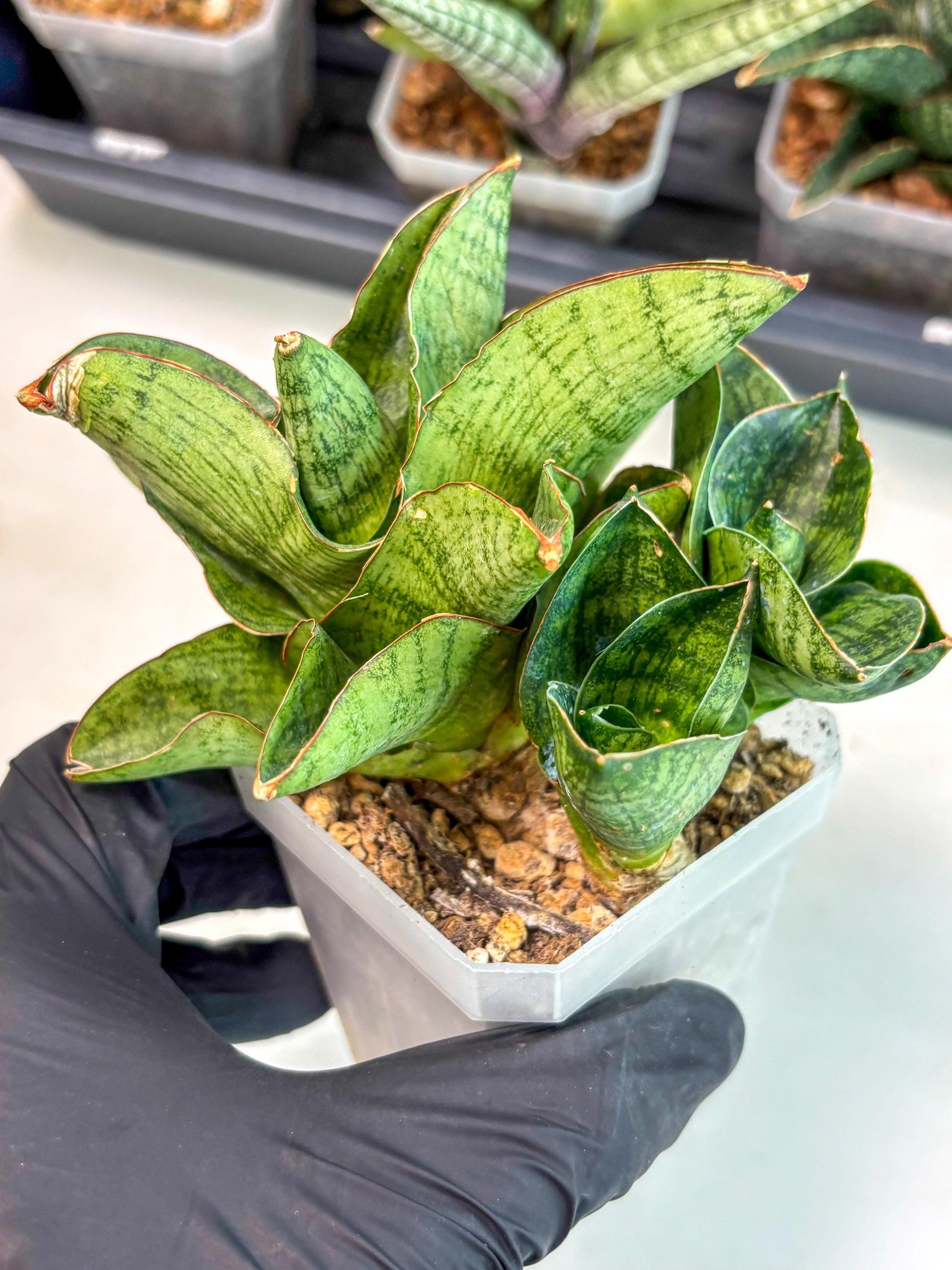 Sansevieria Andromeda (ca5) (1) | Rare Import