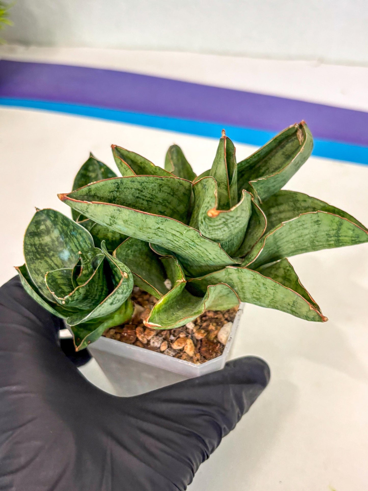 Sansevieria Andromeda (ca5) (1) | Rare Import