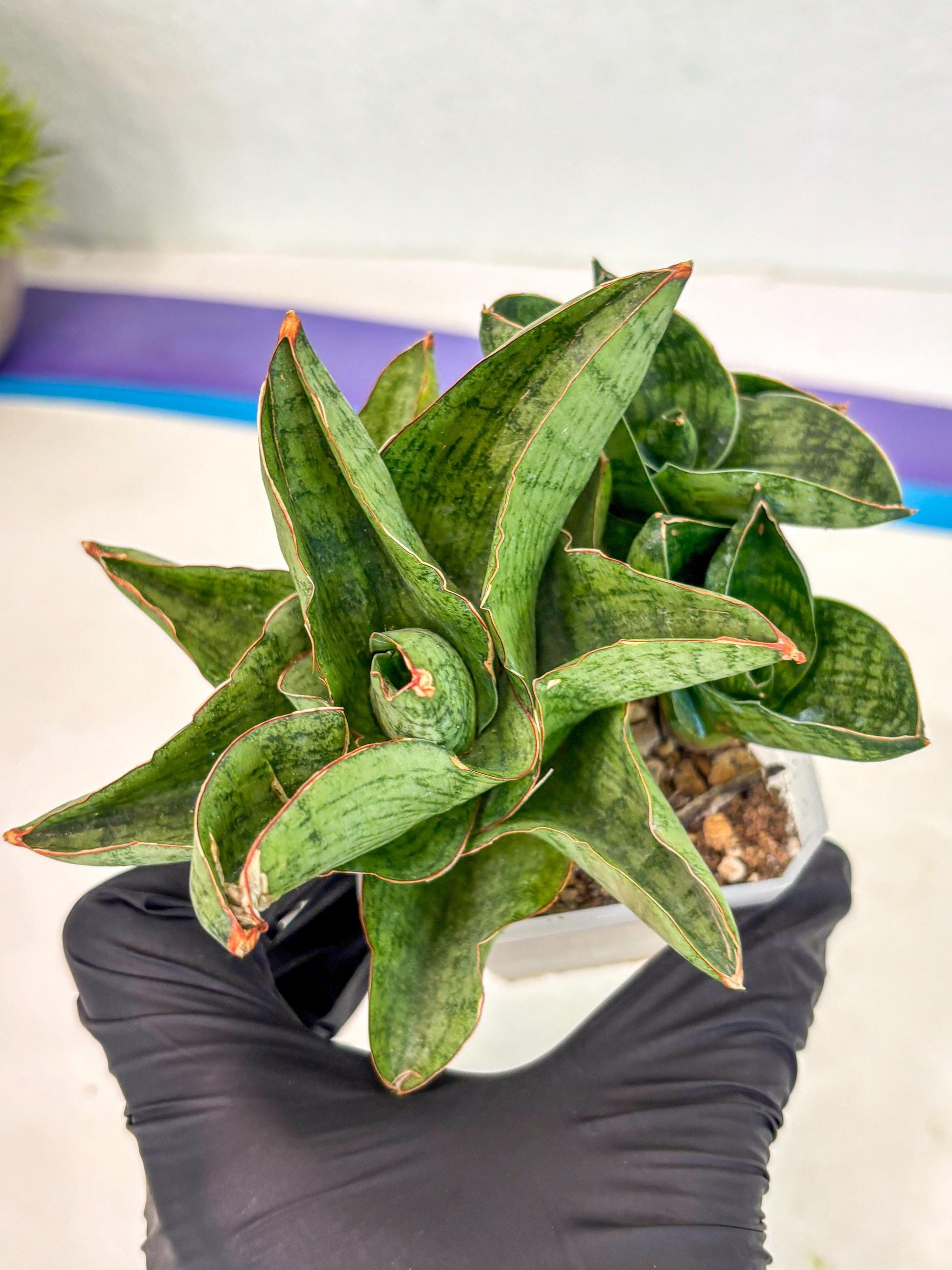 Sansevieria Andromeda (ca5) (1) | Rare Import