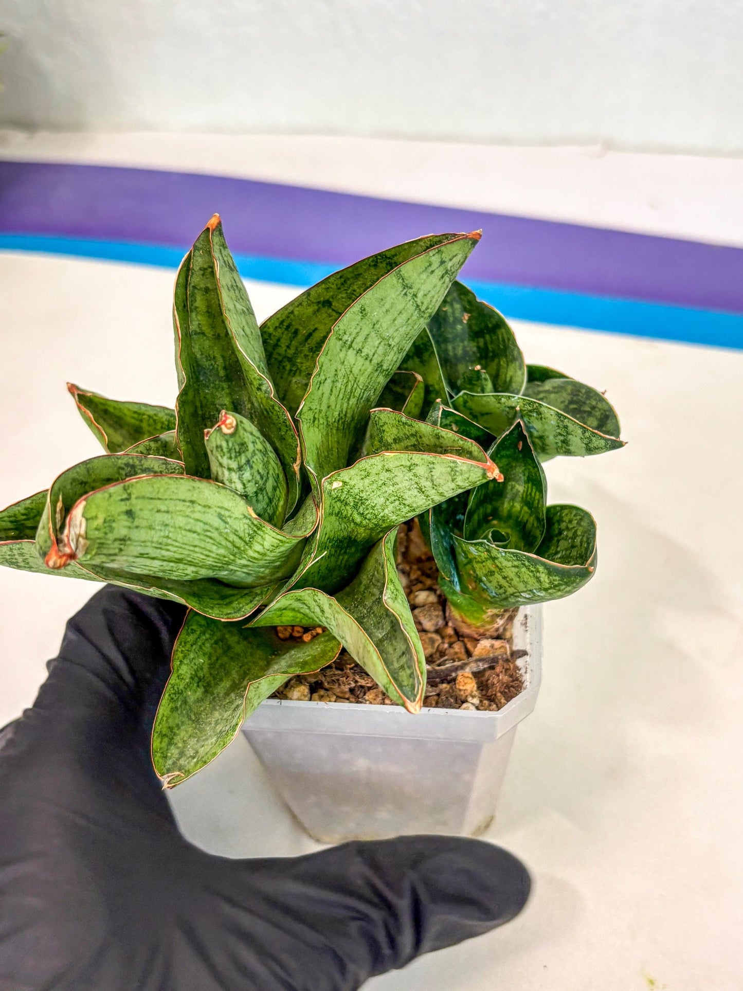 Sansevieria Andromeda (ca5) (1) | Rare Import