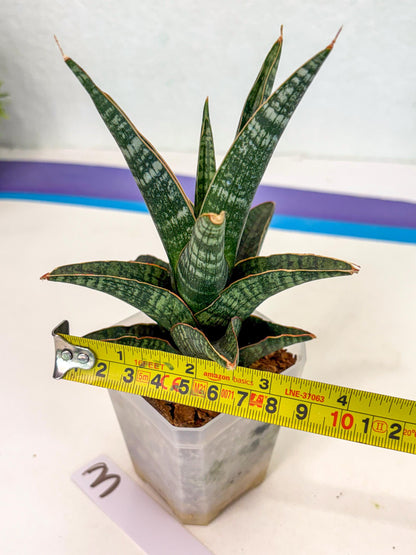 Sansevieria Samosir (ca5) (3) | Rare Import