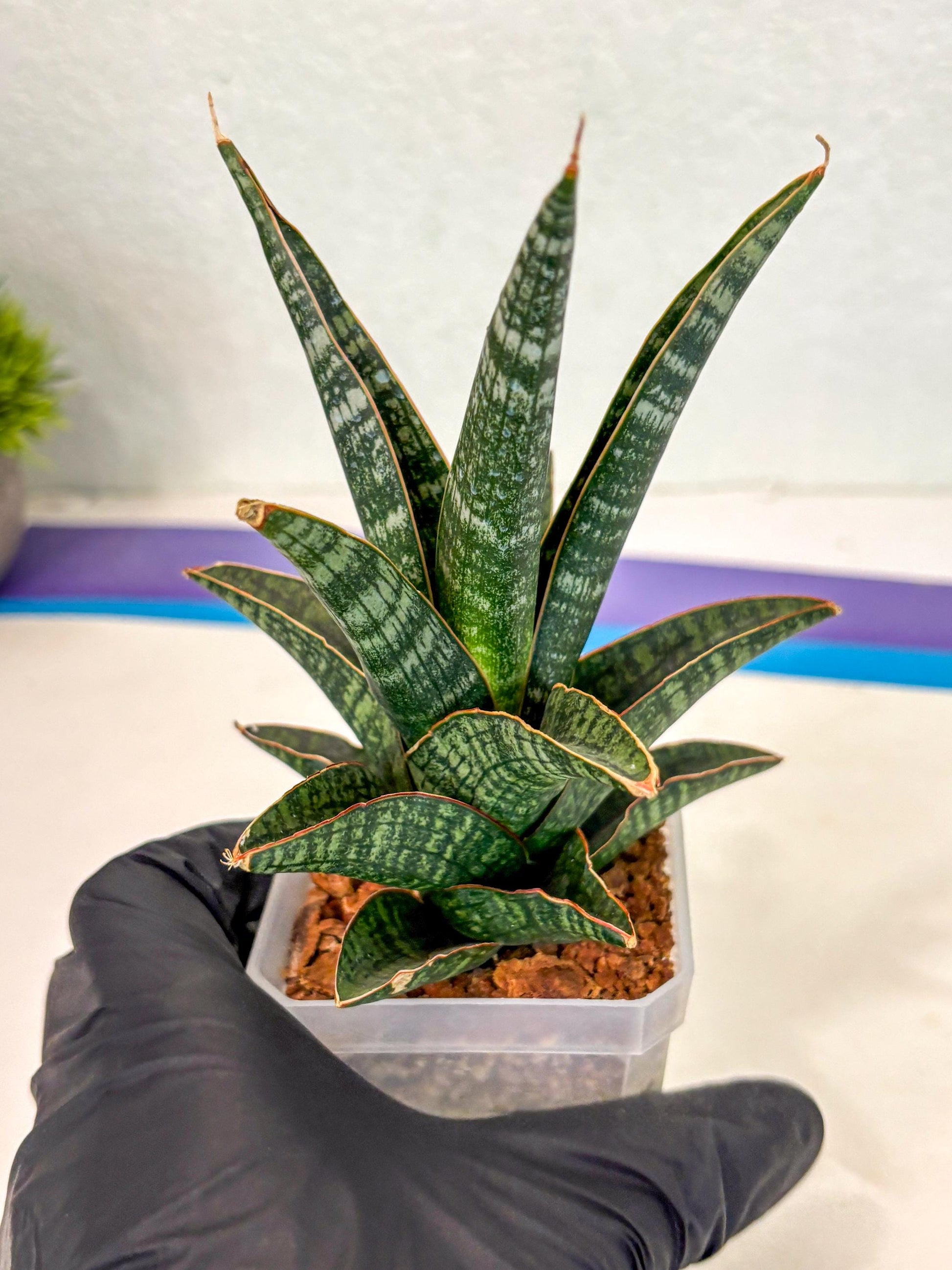 Sansevieria Samosir (ca5) (3) | Rare Import