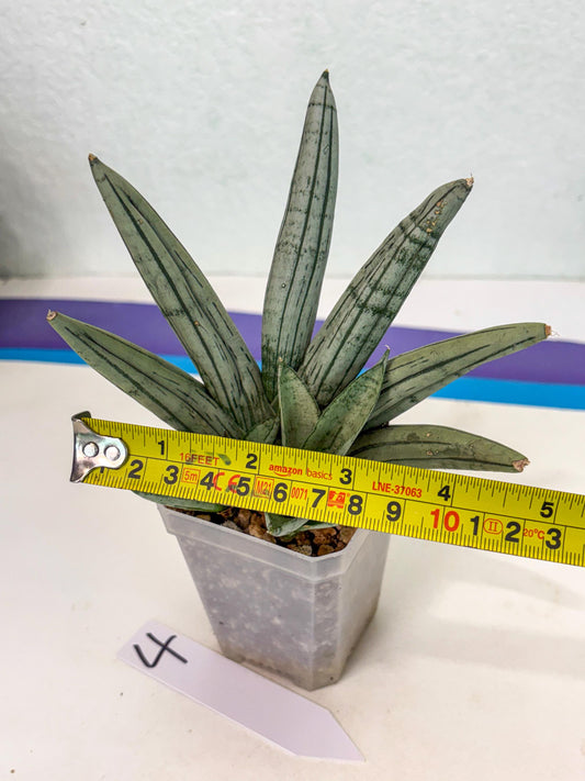 Sansevieria Silver Giant (ca5) (4) | Rare Import