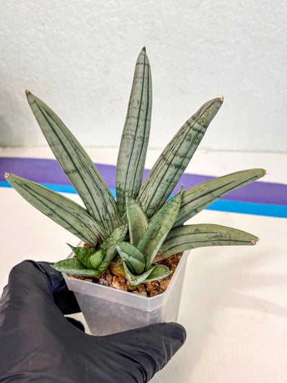Sansevieria Silver Giant (ca5) (4) | Rare Import