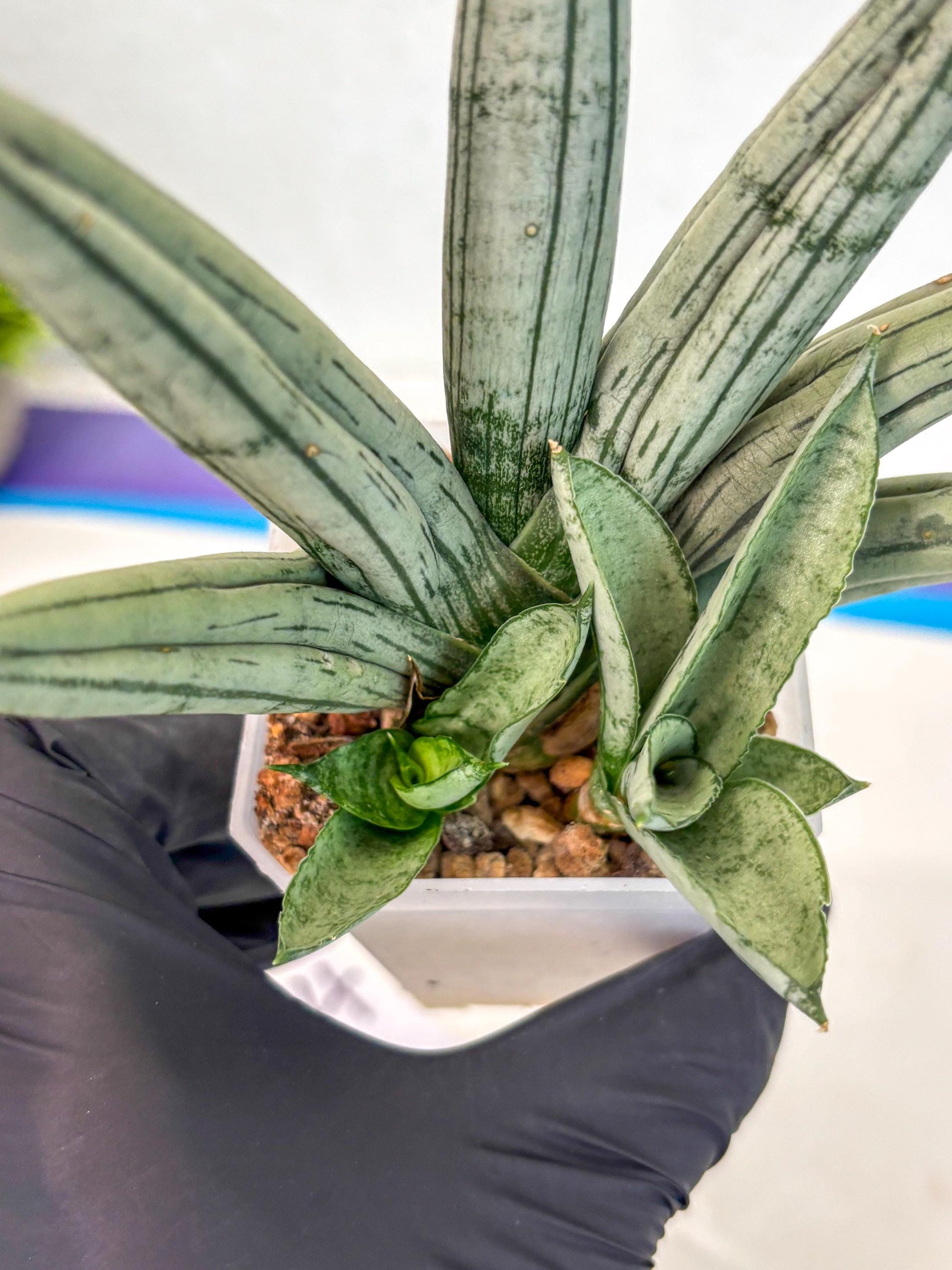 Sansevieria Silver Giant (ca5) (4) | Rare Import