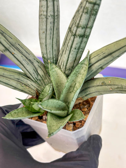 Sansevieria Silver Giant (ca5) (4) | Rare Import
