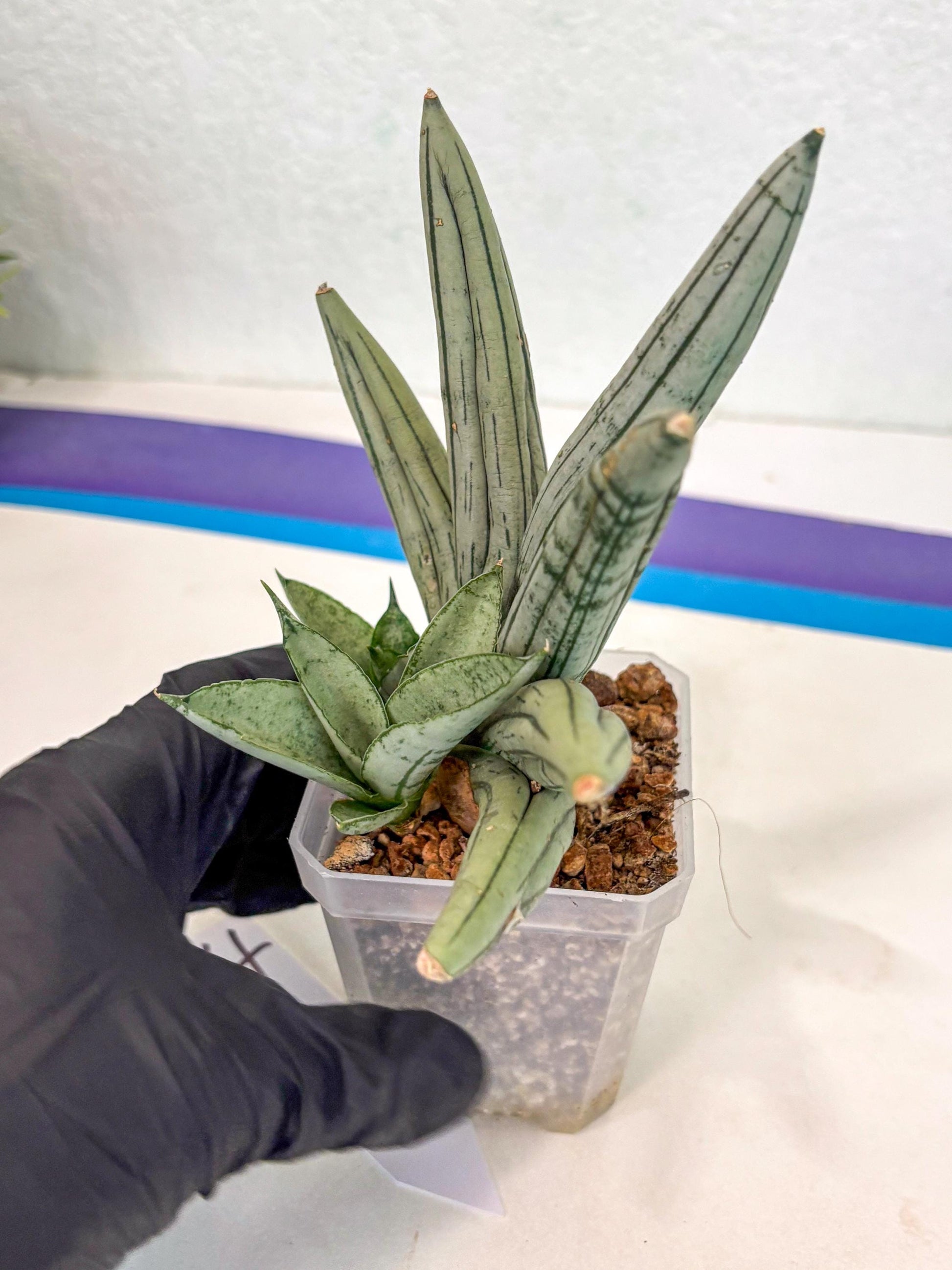 Sansevieria Silver Giant (ca5) (4) | Rare Import