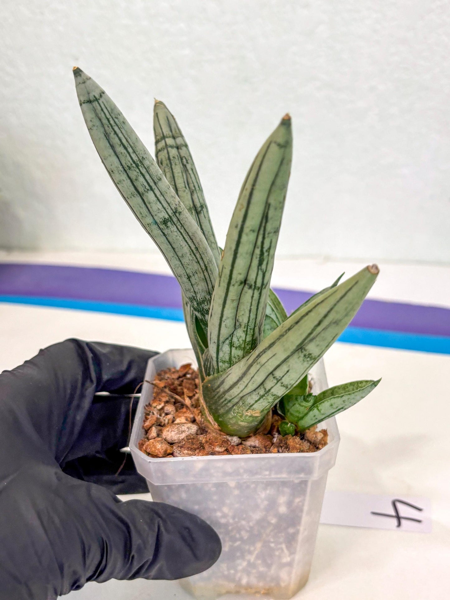 Sansevieria Silver Giant (ca5) (4) | Rare Import