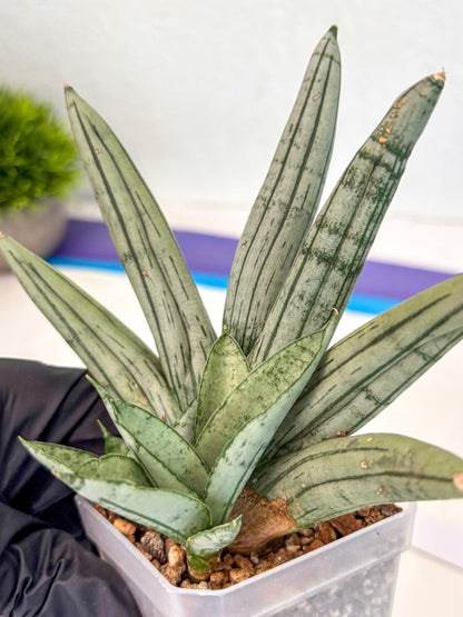 Sansevieria Silver Giant (ca5) (4) | Rare Import