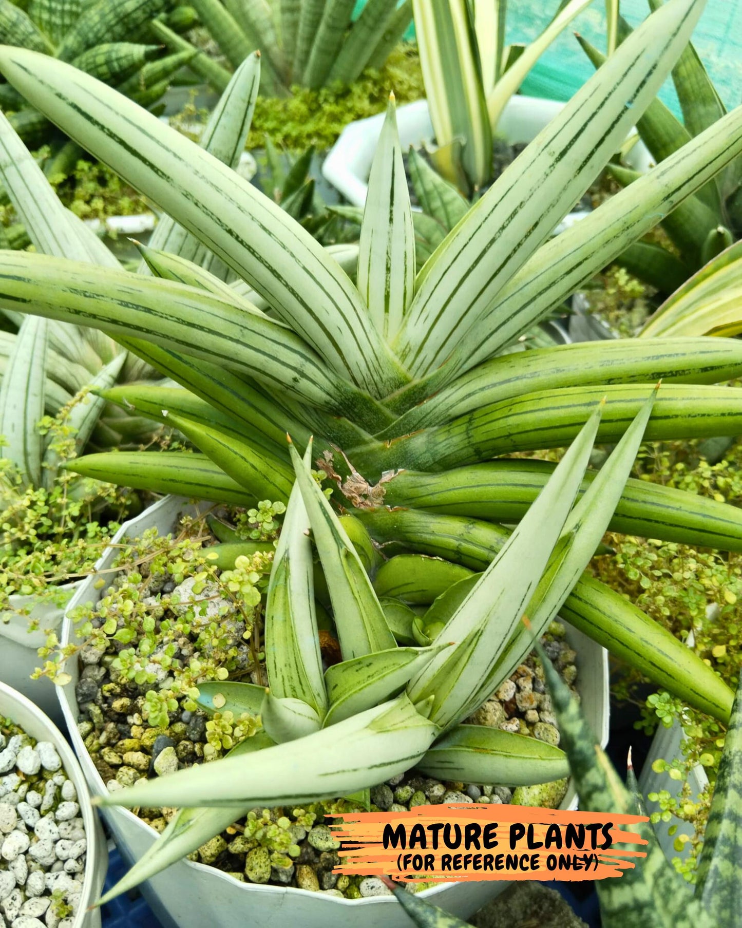 Sansevieria Ice Man (ca5) (5) | Small DMG
