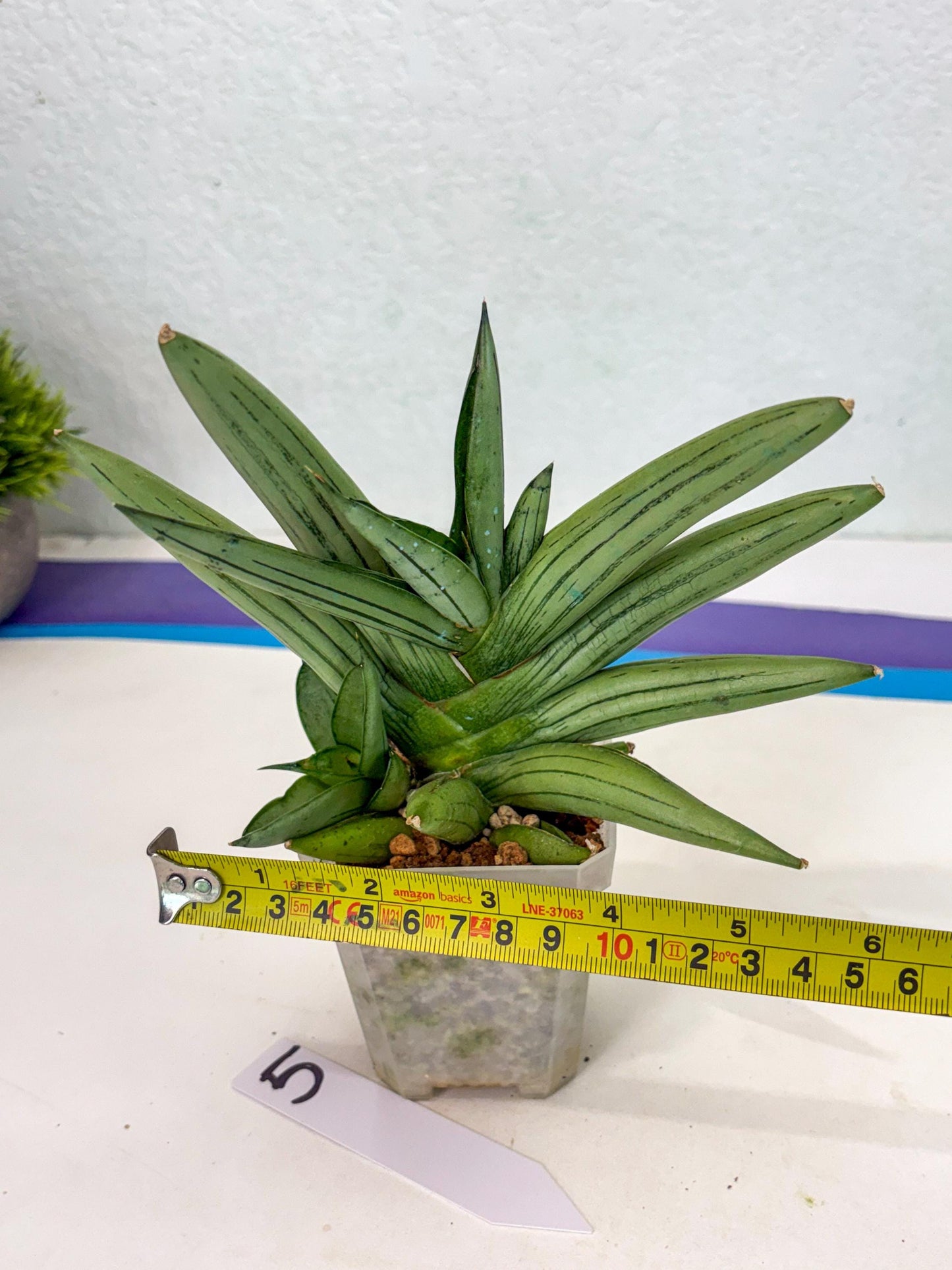 Sansevieria Ice Man (ca5) (5) | Small DMG