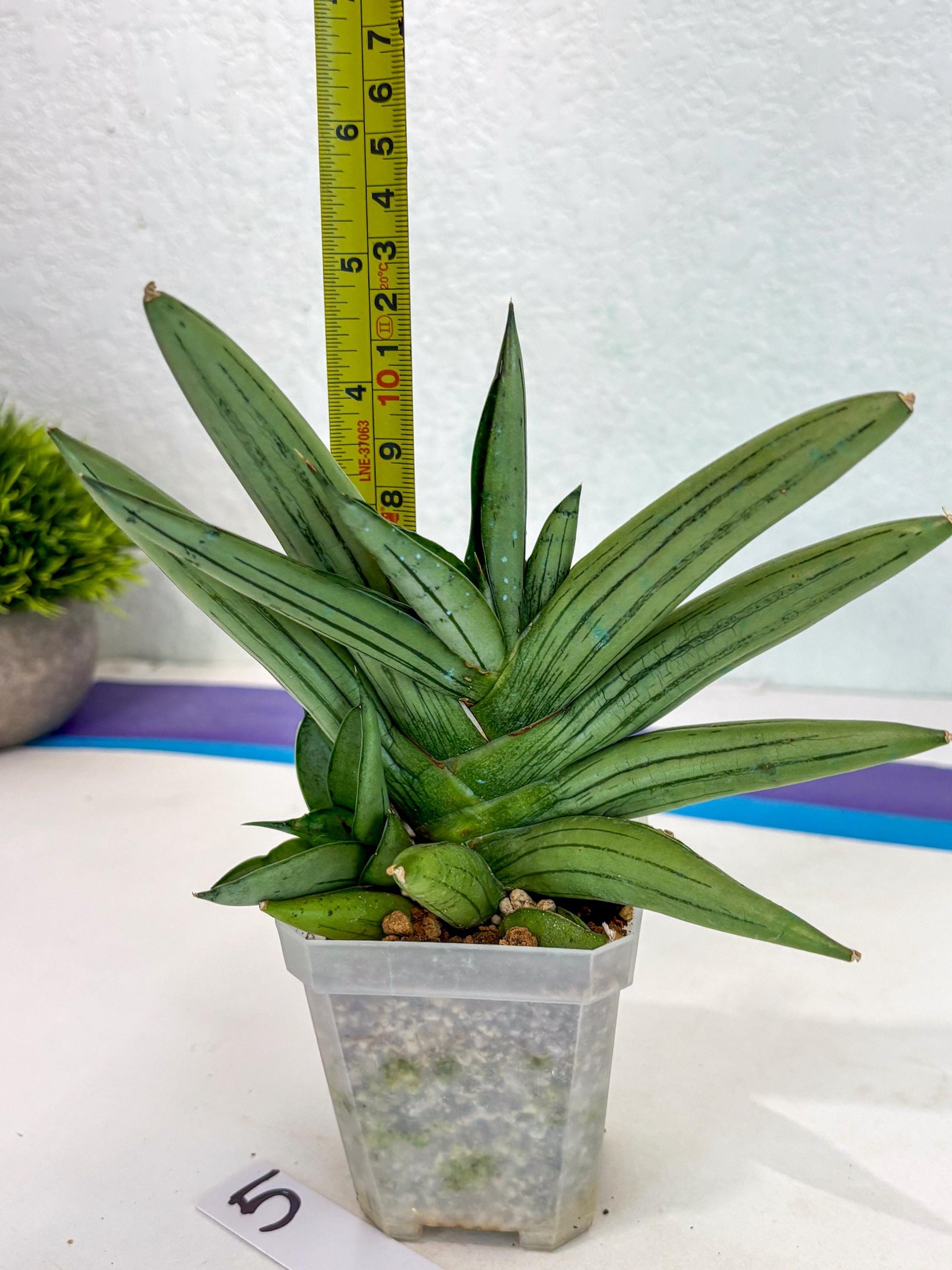 Sansevieria Ice Man (ca5) (5) | Small DMG