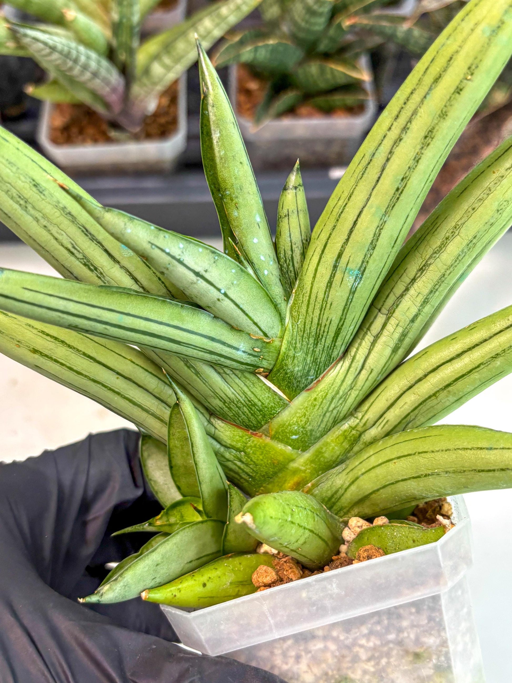 Sansevieria Ice Man (ca5) (5) | Small DMG