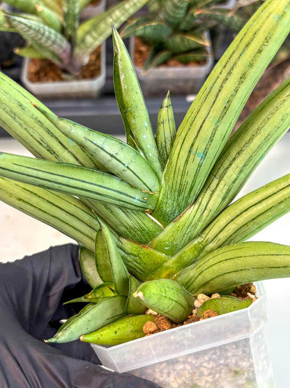 Sansevieria Ice Man (ca5) (5) | Small DMG