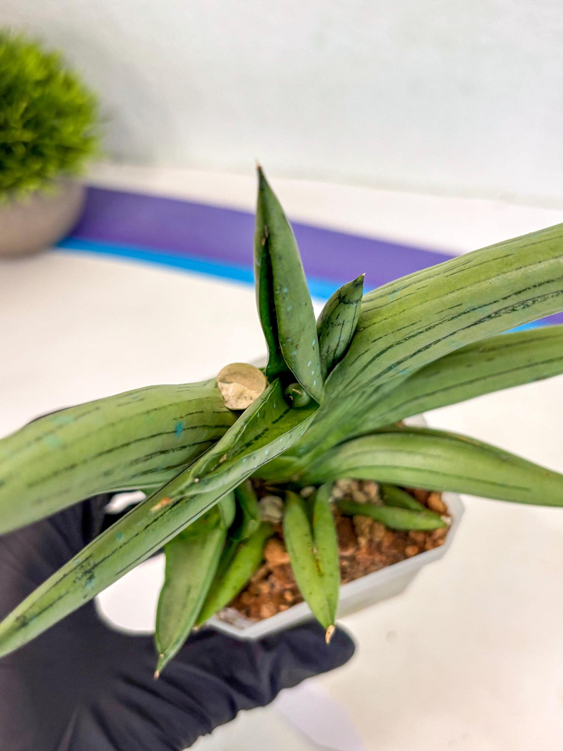 Sansevieria Ice Man (ca5) (5) | Small DMG