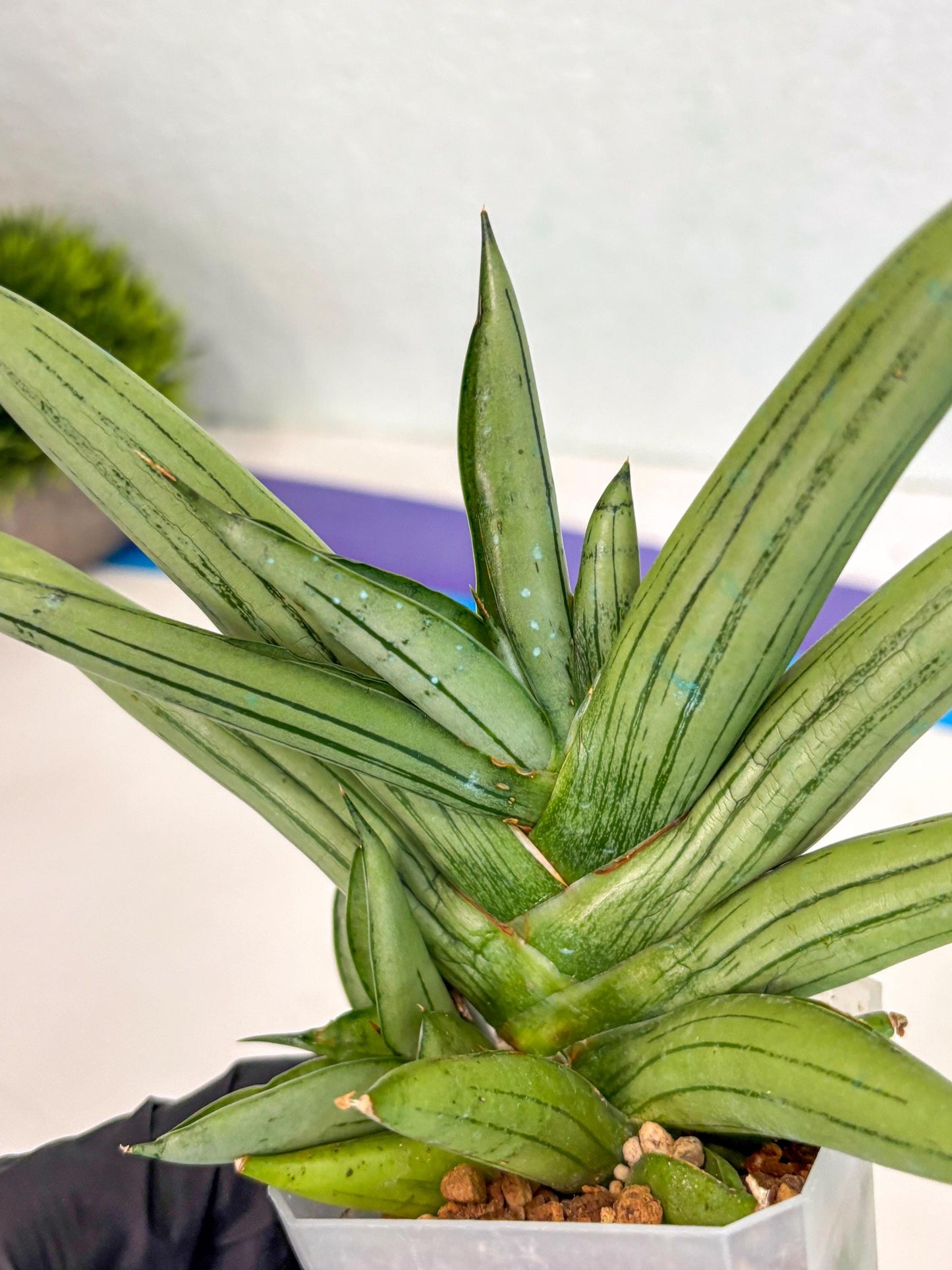 Sansevieria Ice Man (ca5) (5) | Small DMG