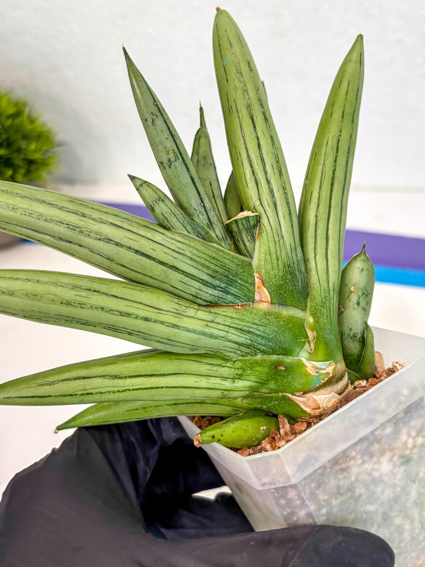 Sansevieria Ice Man (ca5) (5) | Small DMG