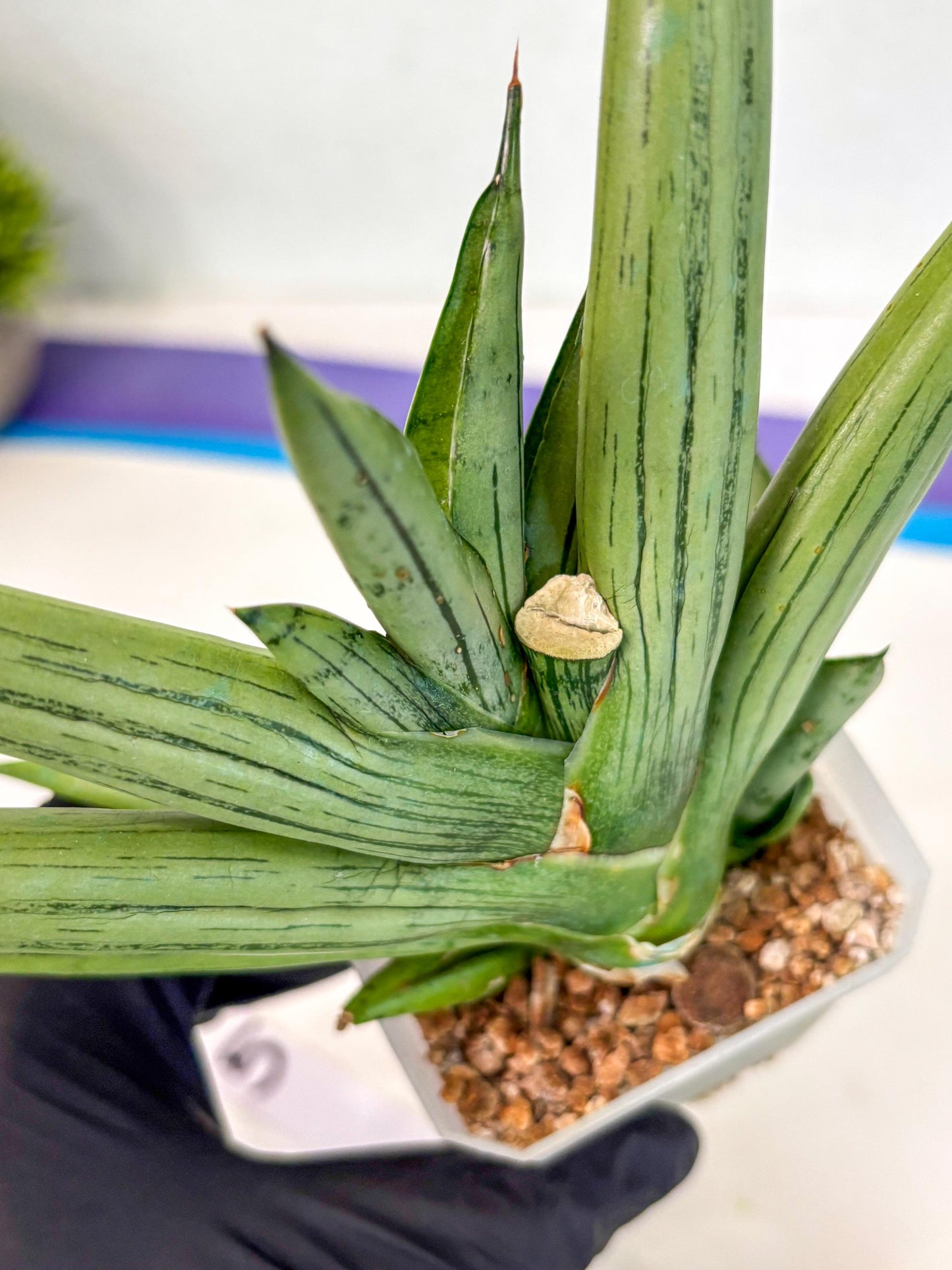 Sansevieria Ice Man (ca5) (5) | Small DMG