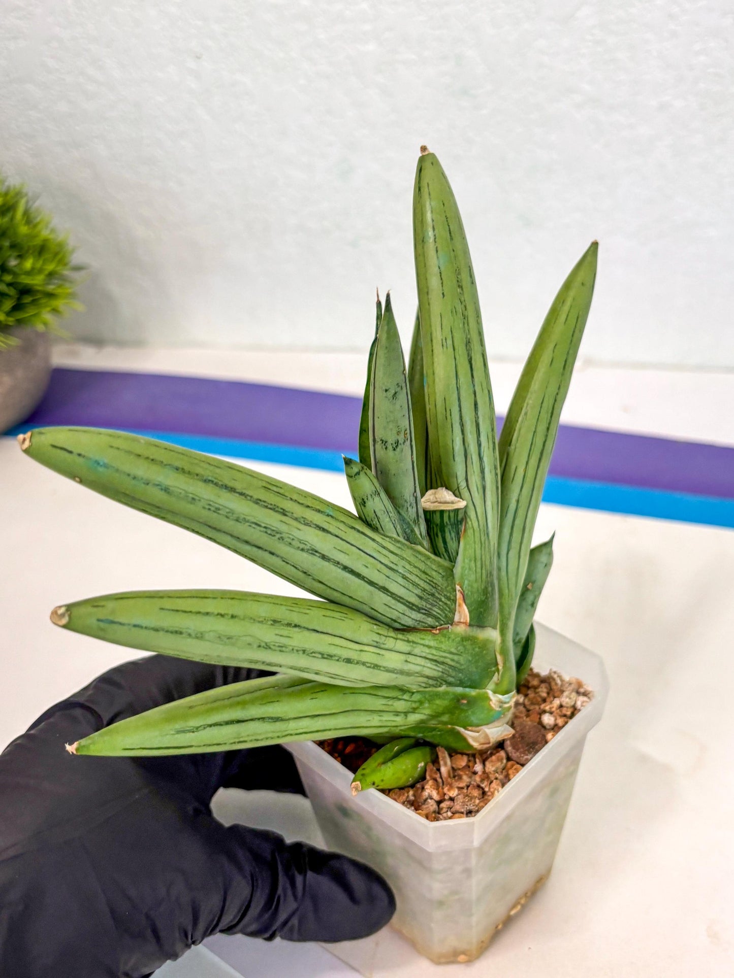 Sansevieria Ice Man (ca5) (5) | Small DMG