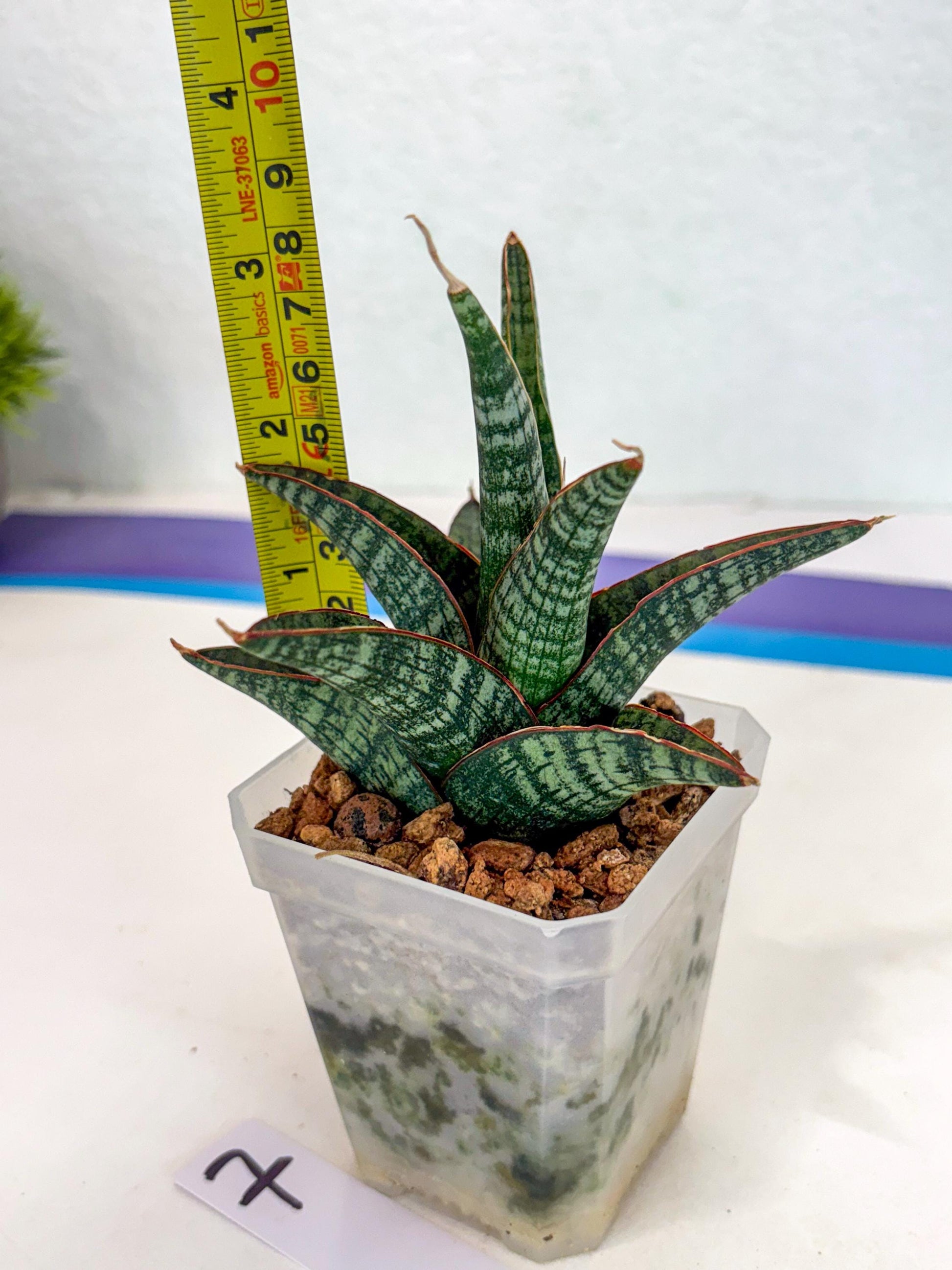 Sansevieria Samosir (ca5) (7) | Rare Import