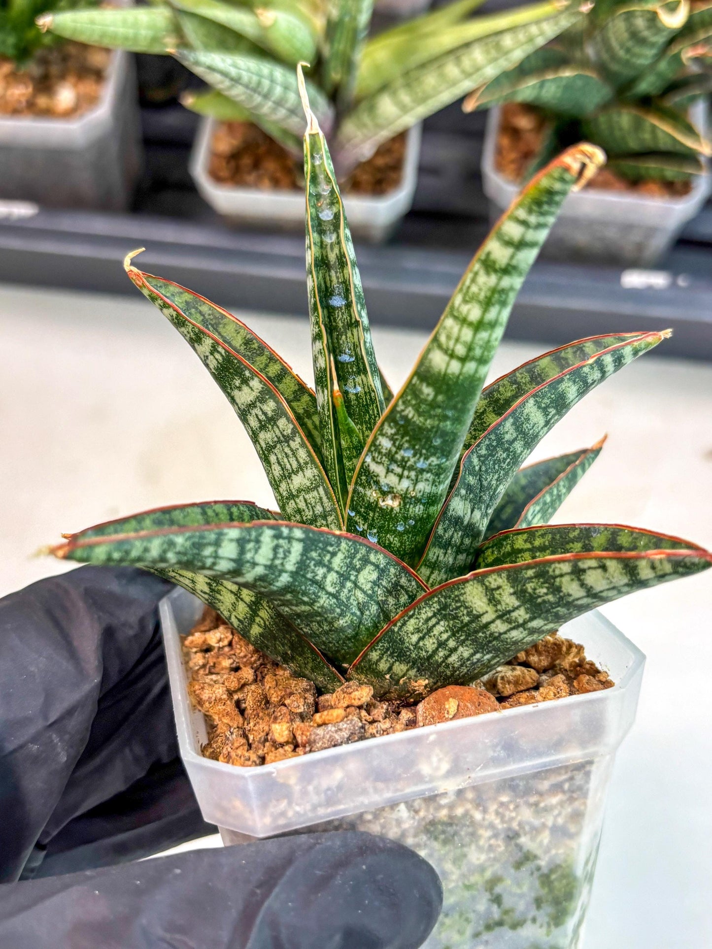 Sansevieria Samosir (ca5) (7) | Rare Import