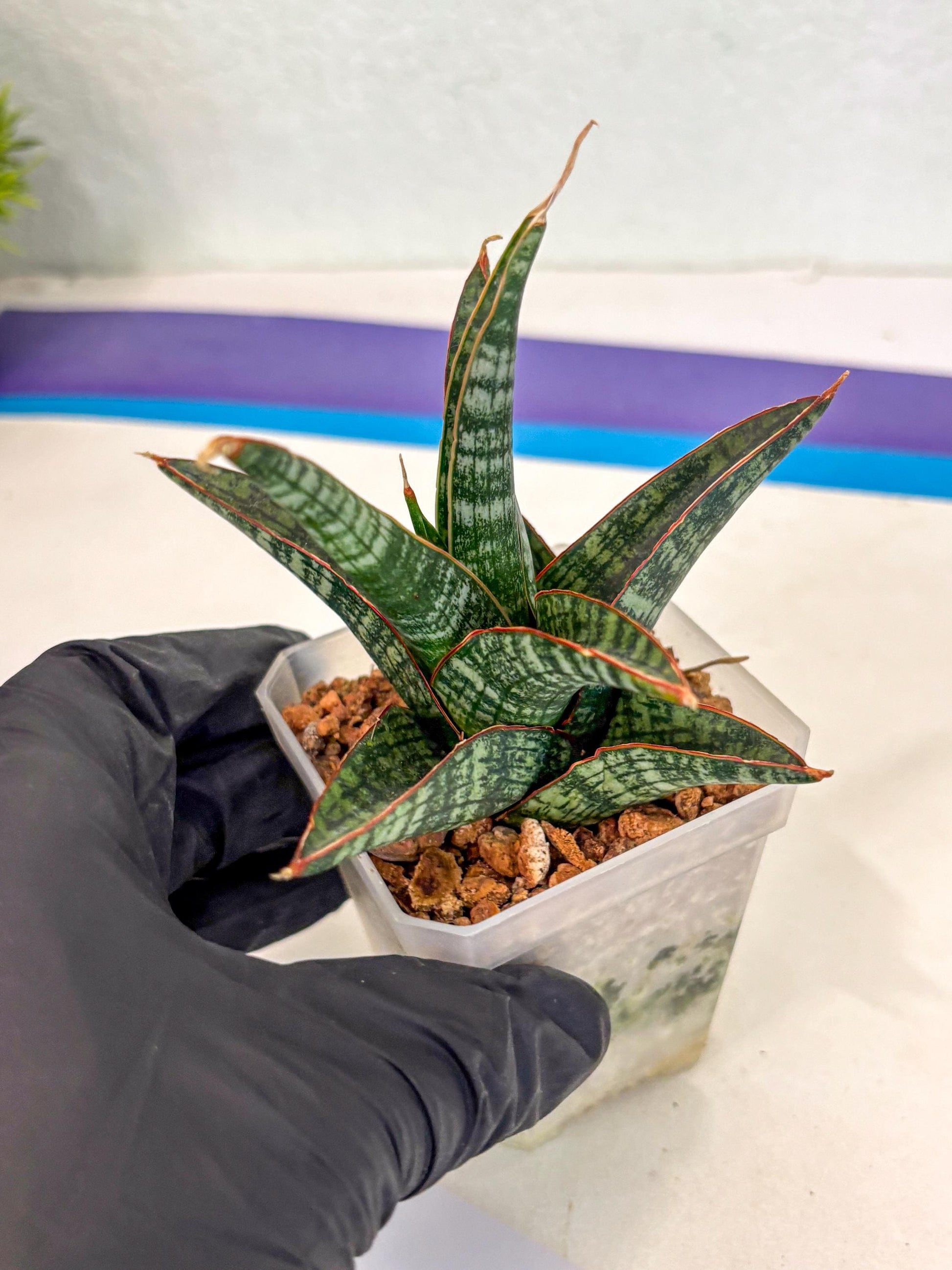 Sansevieria Samosir (ca5) (7) | Rare Import