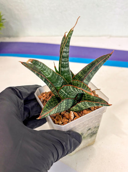 Sansevieria Samosir (ca5) (7) | Rare Import