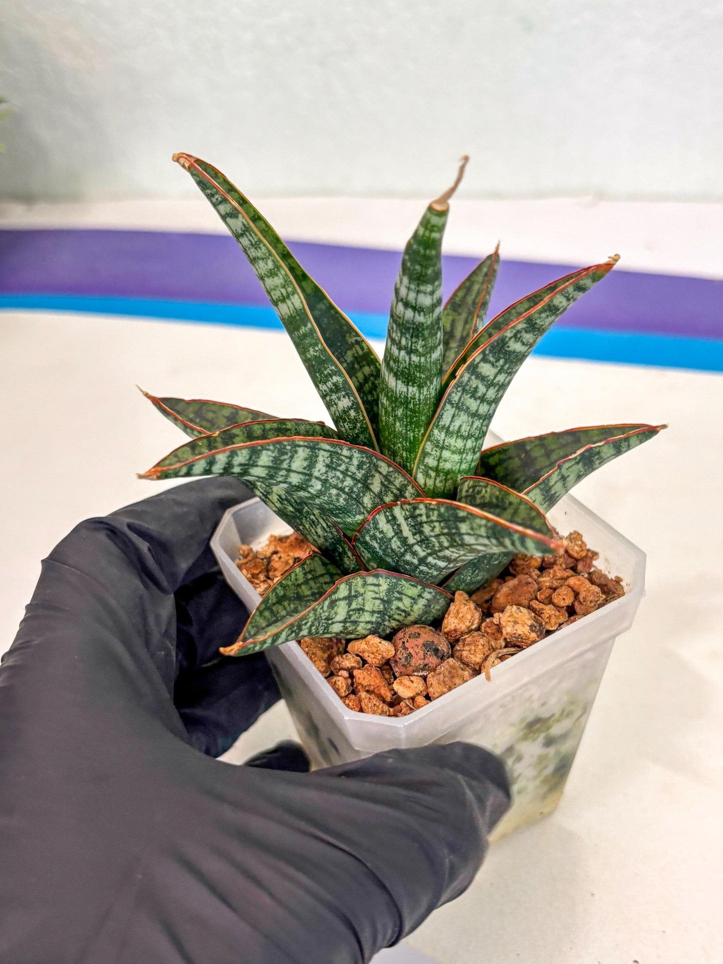 Sansevieria Samosir (ca5) (7) | Rare Import