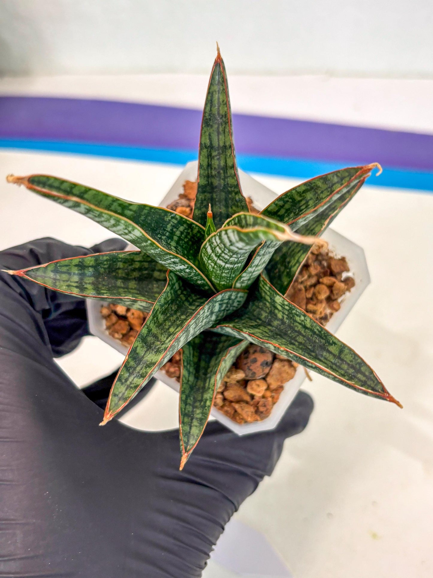 Sansevieria Samosir (ca5) (7) | Rare Import