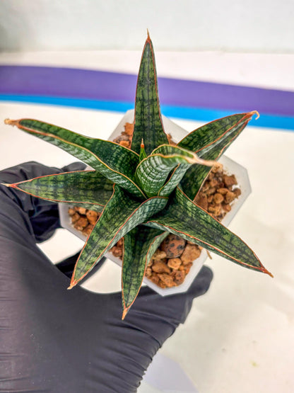 Sansevieria Samosir (ca5) (7) | Rare Import