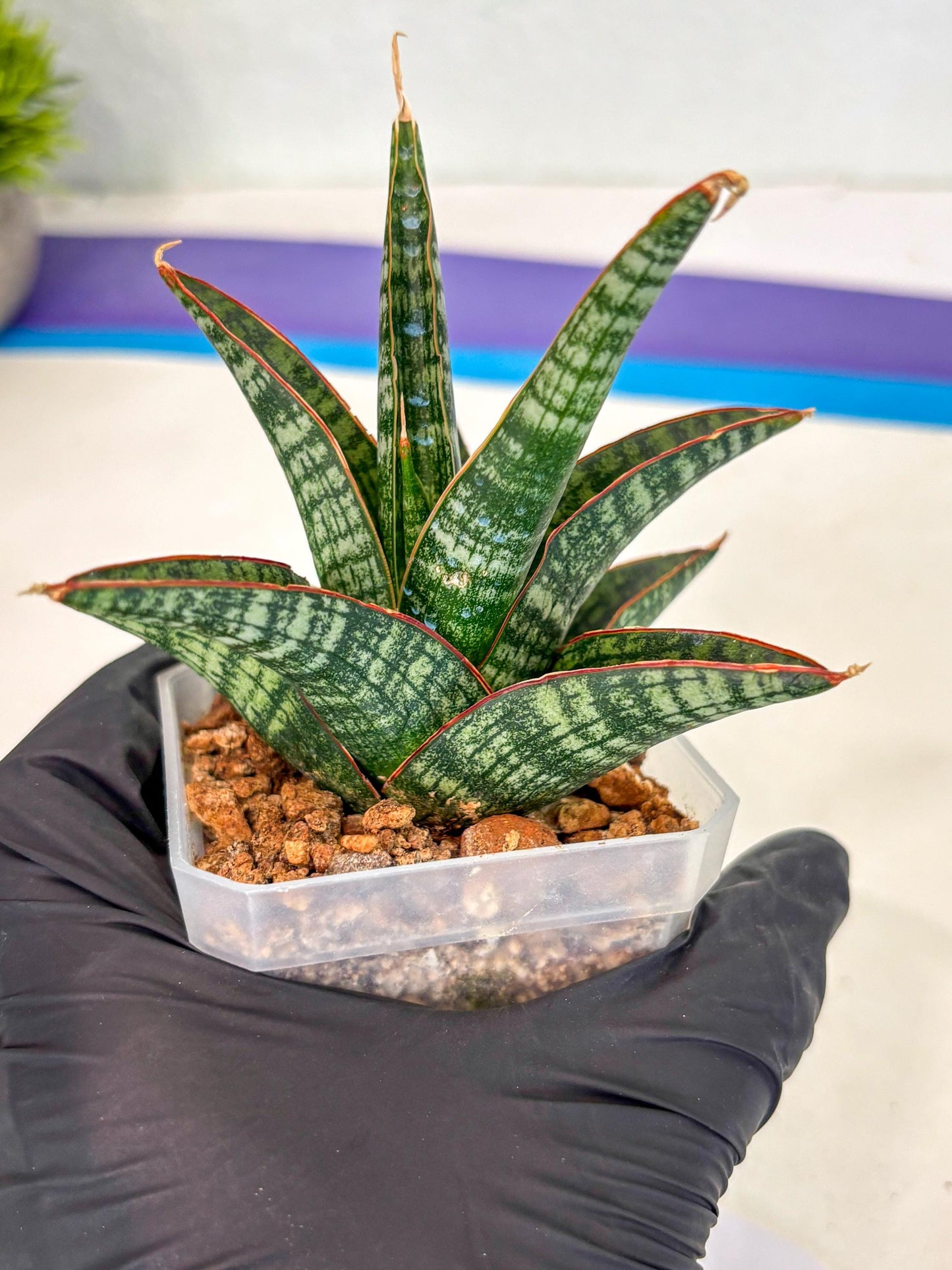 Sansevieria Samosir (ca5) (7) | Rare Import