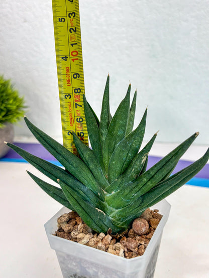 Sansevieria Godzilla (ca5) (10) | Rare Import