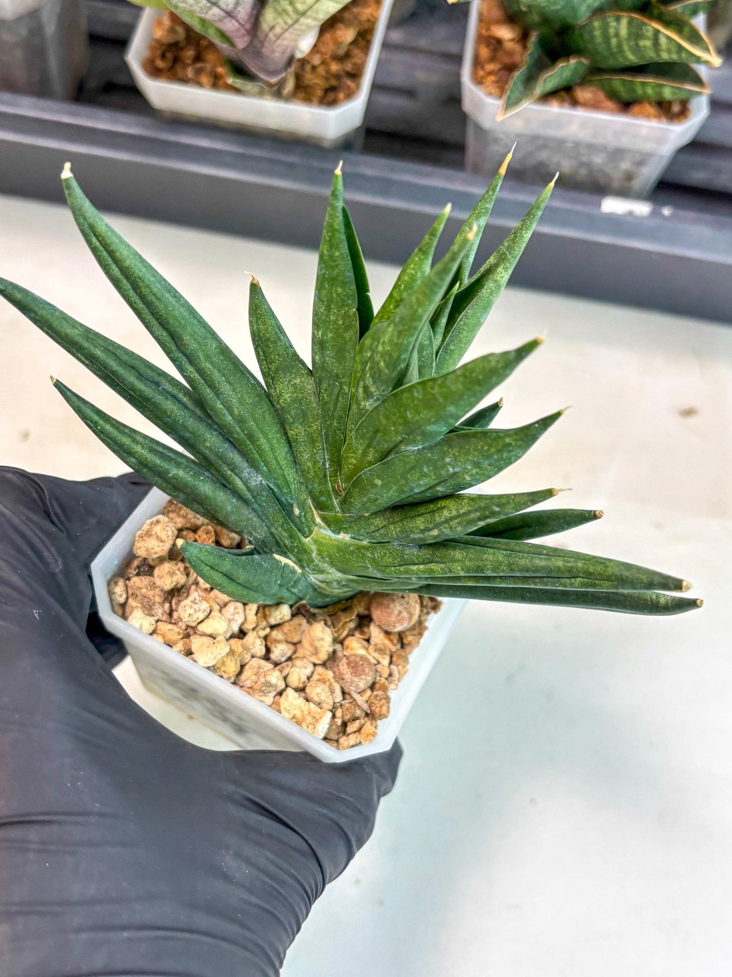Sansevieria Godzilla (ca5) (10) | Rare Import