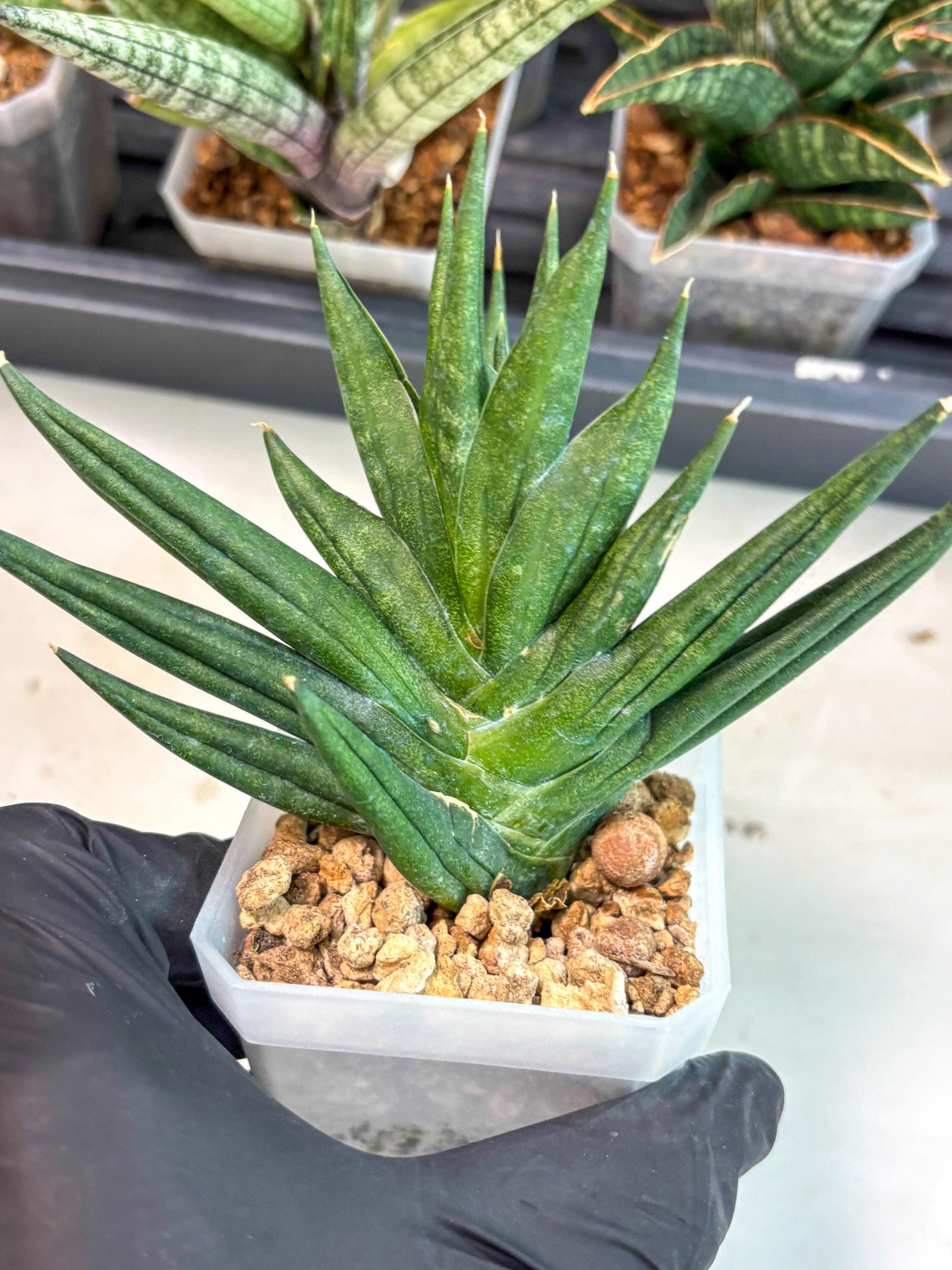 Sansevieria Godzilla (ca5) (10) | Rare Import