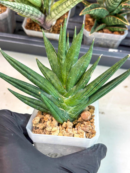 Sansevieria Godzilla (ca5) (10) | Rare Import